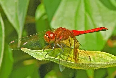 Sympetrum semicinctum