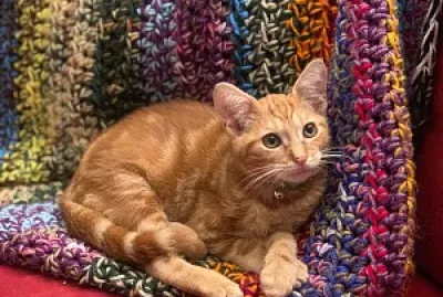 HappyCat