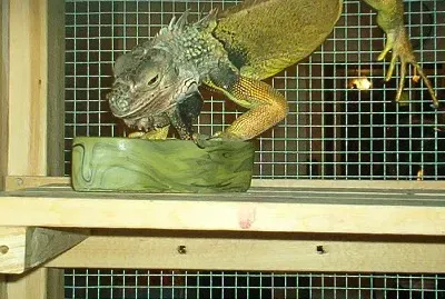 Godzilla (jk)