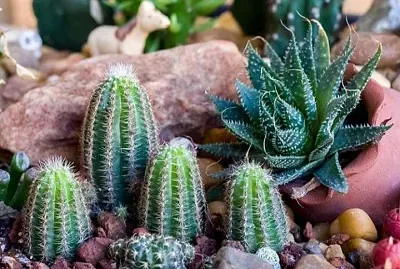 CENÃRIO K23 jigsaw puzzle