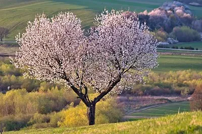 arbol-cerezo