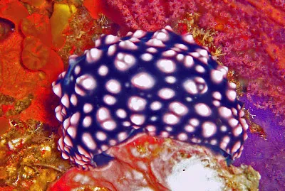Phyllidiella nigra