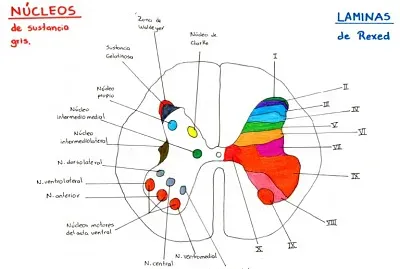 nÃºcleos y laminas