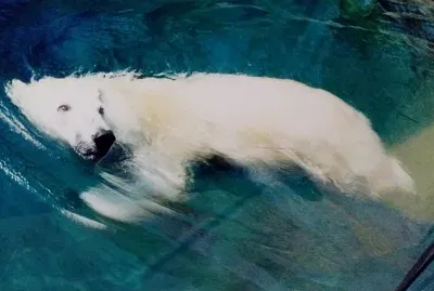 Polar jigsaw puzzle