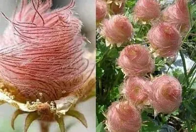 פאזל של ROSA DE SARON