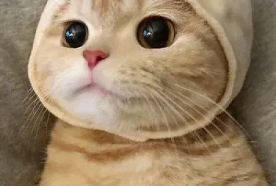 a cat cute jigsaw puzzle