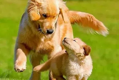 perros