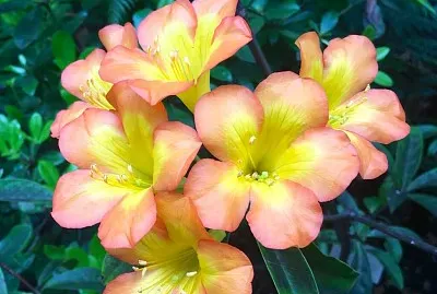 flores