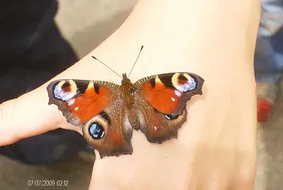 Schmetterling