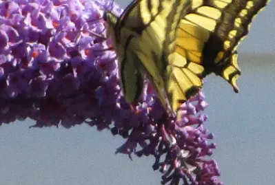 פאזל של Schmetterling