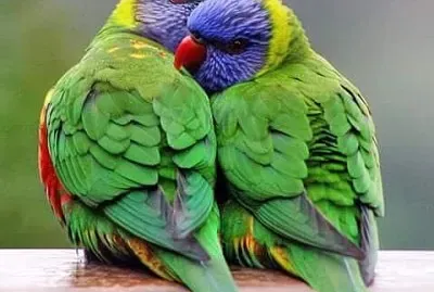 love