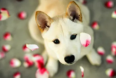Perrito con PÃ©talos