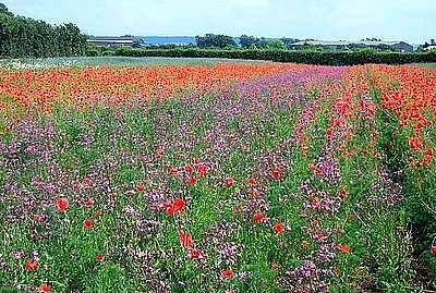 Langar Wildflower Farm