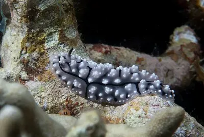 Phyllidiopsis fissurata