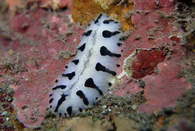 Phyllidiopsis loricata