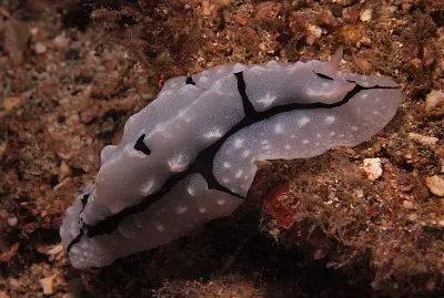 Phyllidiopsis shireenae
