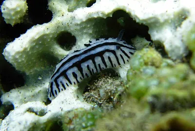 Phyllidiopsis sp