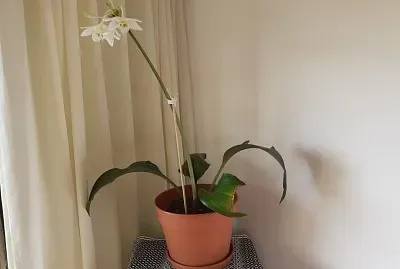 פאזל של FLORES EN CASA