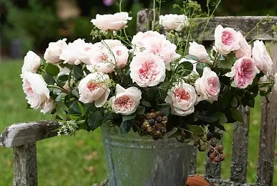 פאזל של flores