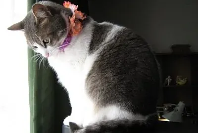 Dunhia jigsaw puzzle