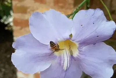 פאזל של CENÃRIO K30