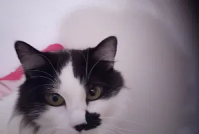 felicia jigsaw puzzle