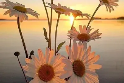 belleza