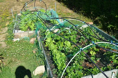 jardin jigsaw puzzle