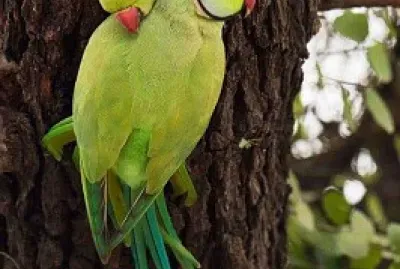 Loritos