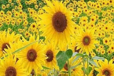 Girasoles
