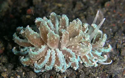 Phyllodesmium cypticum