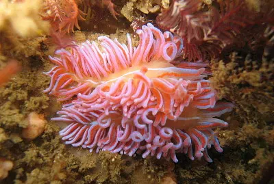 Phyllodesmium horridum