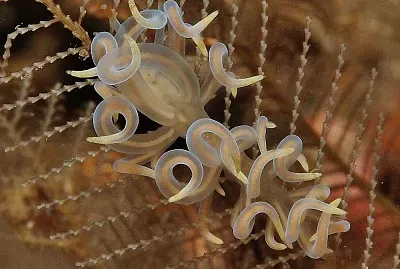 Phyllodesmium iriomotense