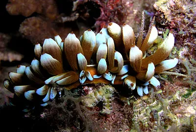 Phyllodesmium kabiranum