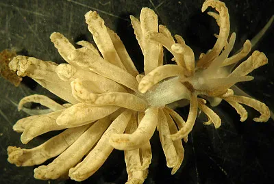Phyllodesmium lizardense