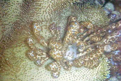 Phyllodesmium longicirra