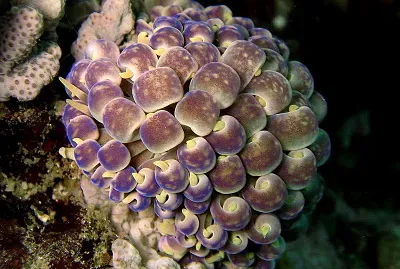 Phyllodesmium magnum