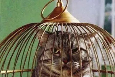 被關不爽貓