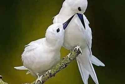 love