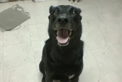 sacha