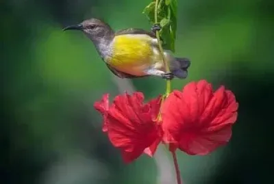 flores