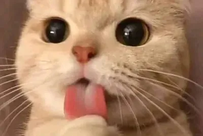 Provinha jigsaw puzzle