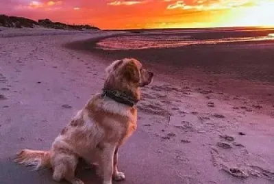 פאזל של belleza