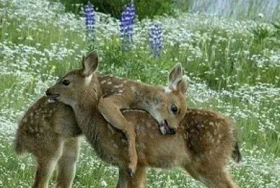 פאזל של animales