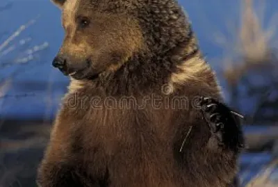 GRIZZLY BEAR, ALASKA