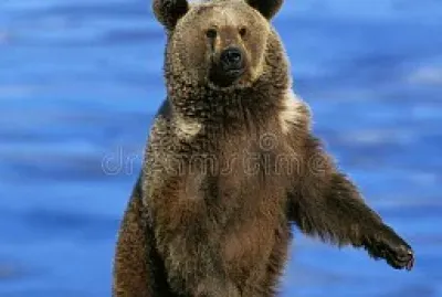 GRIZZLY BEAR STANDING ON HIND LEGS, ALASKA