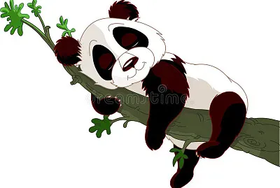 Wild Panda sleeping on a branch.