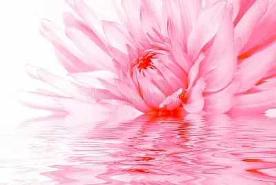 Rosy flower reflection in water.