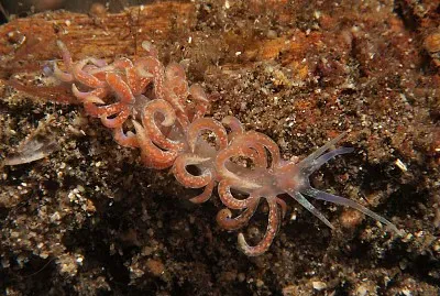 Phillodesmium poindimiei