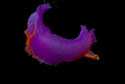 Sagaminopteron ornatum